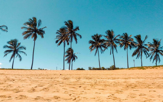 Take Me To Where Coconuts Grow #CoconutOil